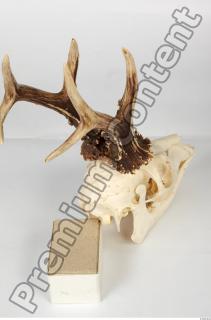 Skull Deer 0005